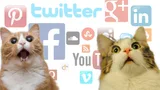 Twee verschrikt kijkende katten met op de achtergrond logo's van social media.