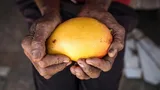 Een mango in de handen van Braziliaanse arbeider Carlos
