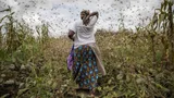 Foto van vrouw in Kenia omringd door sprinkhanen in een granenveld
