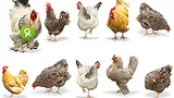Tien verschillende kippen.