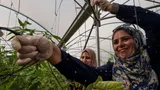 Palestijnse vrouwelijke boeren verzorgen hun gewassen in een kas.