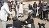 A group of people stand around a cashmere goat.