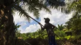 A man working in the jungle.