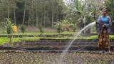 photograph of mama marta irrigating her crops