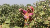 Rukshana working in a cotton field.