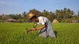An Asian farmer working in a field.