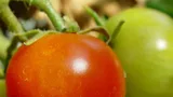 Tomaten moestuin