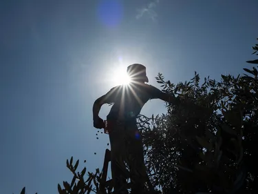 Een silhouet van een man die olijven oogst