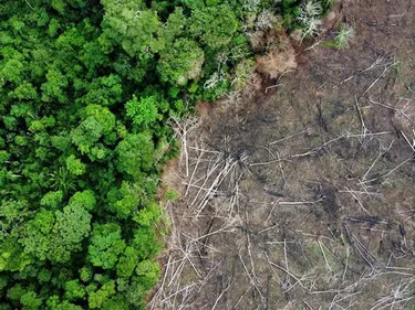 Ontbossing in Brazilië. Foto van ontbossing in Brazilië