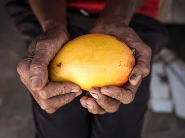 Een mango in de handen van Braziliaanse arbeider Carlos