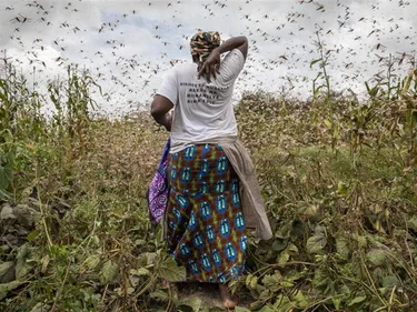 Foto van vrouw in Kenia omringd door sprinkhanen in een granenveld