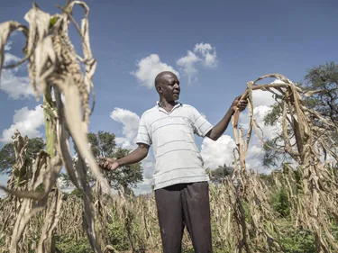 Een boer in Zimbabwe staat tussen dode gewassen.