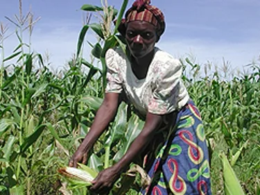 Een Afrikaanse vrouw aan het werk in een maïsveld.