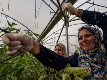 Palestijnse vrouwelijke boeren verzorgen hun gewassen in een kas.