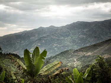 Een groen heuvellandschap in Peru met palmen op de voorgrond