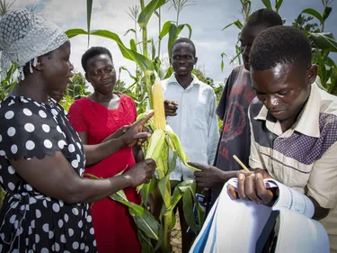 Leden van de Veldscholen van acilakide ffs in het district Amuria nemen deel aan participatieve rassenverbetering van lokale maïsvariëteiten