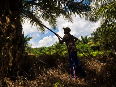 Een man oogst met een stok de vruchten van een grote oliepalm in Indonesië.