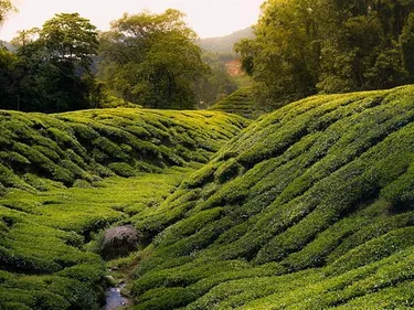 Maleisie theevelden