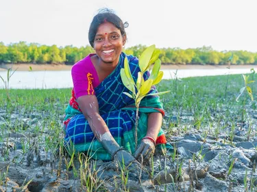 Protima plant een mangroveboom