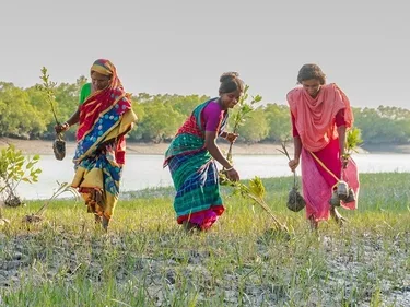 Protima plant samen met andere vrouwen mangroves aan bij haar dorp.