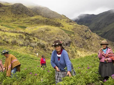 Boeren aan het werk op een akker in de bergen van Peru.