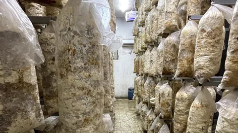 Zakken met paddenstoelen