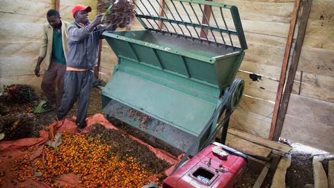 Medewerkers gooien palmolievruchten in een dorser.