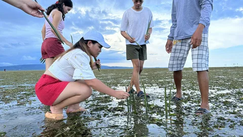 Marinel en vrienden planten mangrovezaailingen