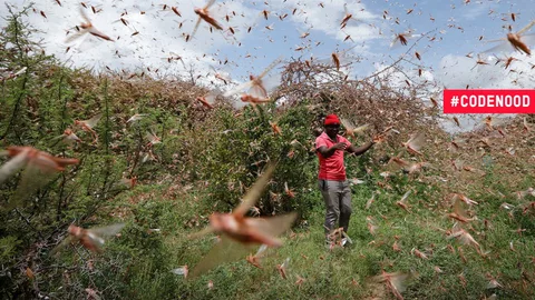 Foto van man in Kenia in veld met sprinkhanen