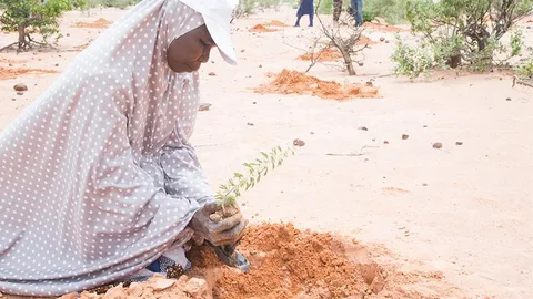 Mensen planten bomen in het zand.