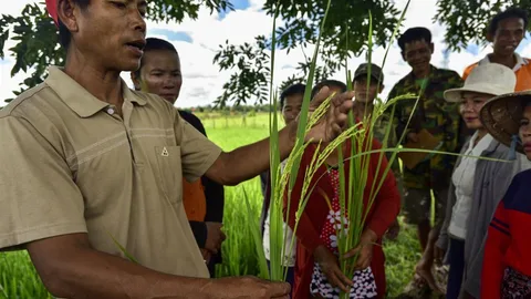 Een boer bekijkt een plant