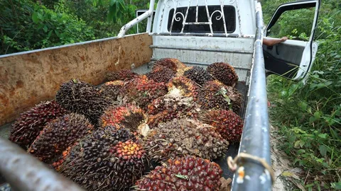 Oxfam novib ontbossing palmoliefruit