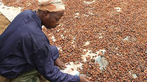 Cacaoboer Sule Adeleke uit Nigeria selecteert en sorteert gefermenteerde cacaobonen.
