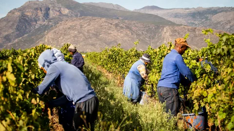 Pesticides wijngaard Zuid Afrika 2023 Inuru ID 360793