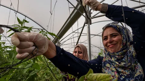Palestijnse vrouwelijke boeren verzorgen hun gewassen in een kas.