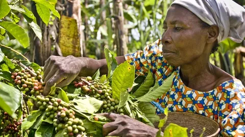 An African woman working in coffee production.