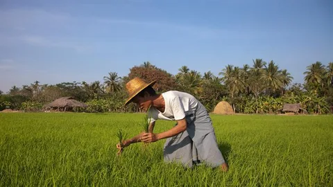 An Asian farmer in a field.