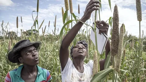 African farmers in a field.