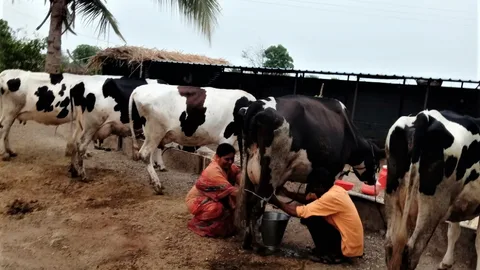 Photograph of two people milking a cow