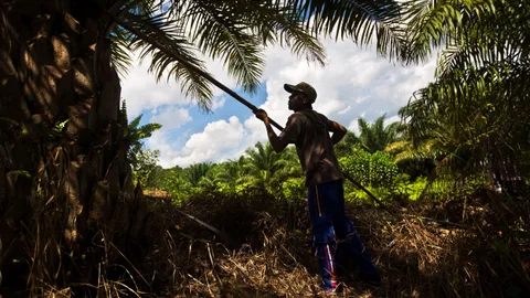 Een man oogst handmatig palmolie uit een boom in Indonesië.