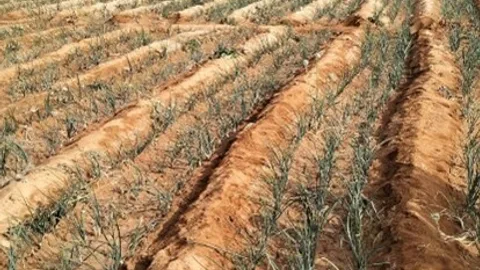Een akker met gewassen en irrigatiesystemen