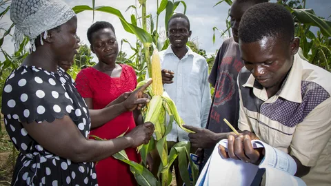 Een groep boeren kijkt naar succesvol geoogste mais