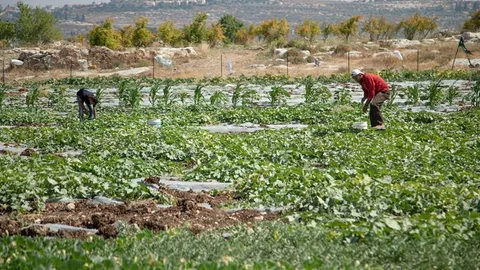 Palestijnse boeren op de Westelijke Jordaanoever. Op de achtergrond een Israëlische nederzetting