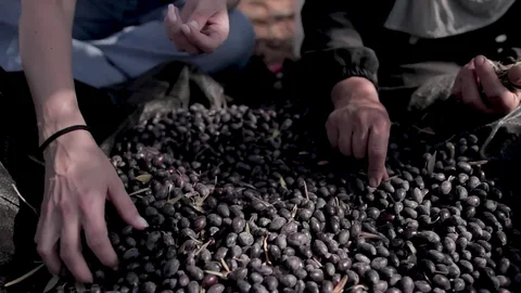 Palestina olijven oogst