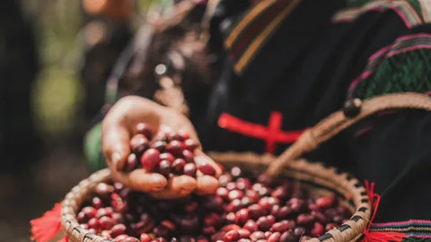 Coffee cambodia 2 jpg