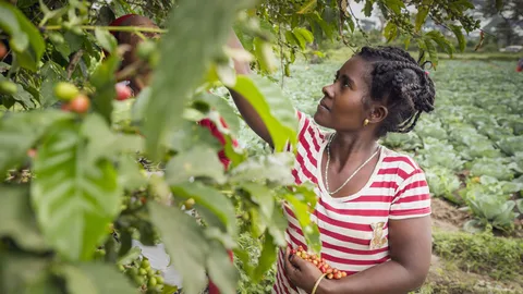 Een Ethiopische koffieboerin plukt koffiebessen
