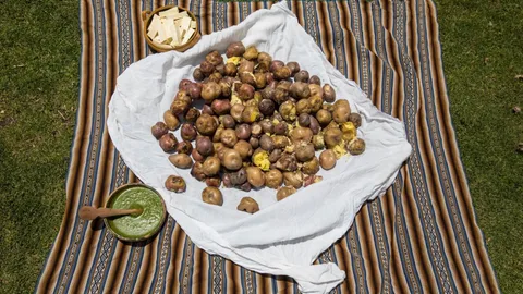 Lunch van aardappels uit het Park van de Aardappels, geserveerd met aji amarillo (groene pepers).