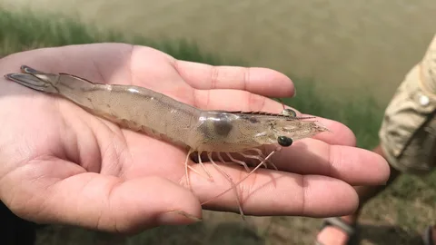 Foto van een garnaal op een hand