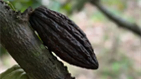 Cacaoboon ziekte
