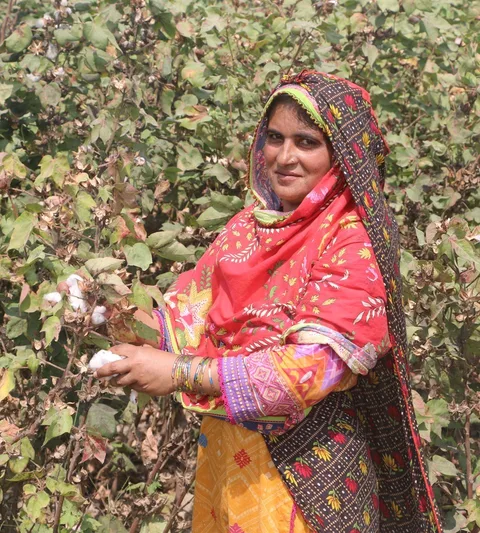 A woman working in a cotton field.